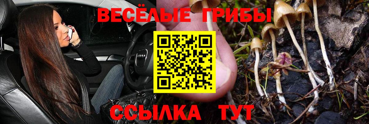 Псилоцибиновые грибы Psilocybe Майкоп